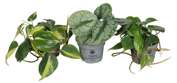 Philodendron Mix Ø10,5 cm